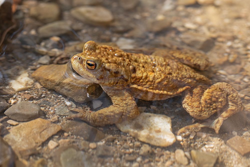 Kröte im Wasser 2 Foto &amp; Bild | tiere, wildlife, amphibien &amp; reptilien ...