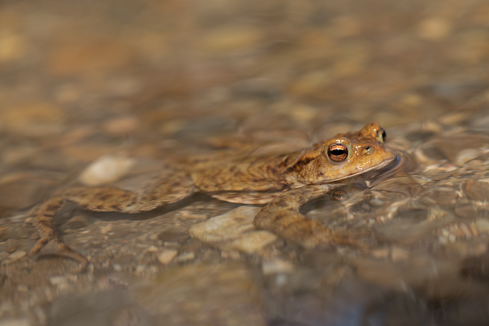 Kröte im Wasser Foto &amp; Bild | tiere, wildlife, amphibien &amp; reptilien ...