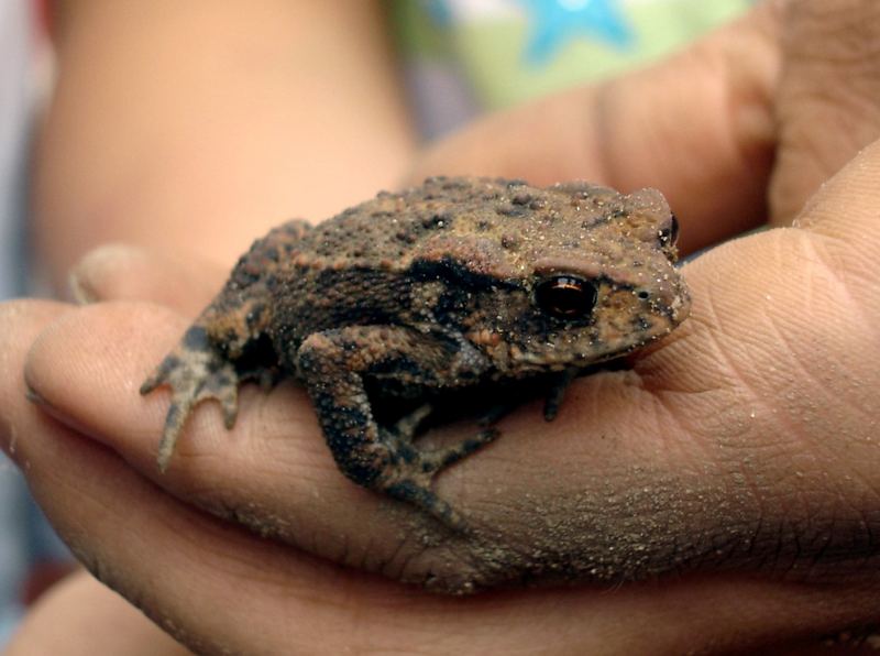 Kröte in Kinderhand