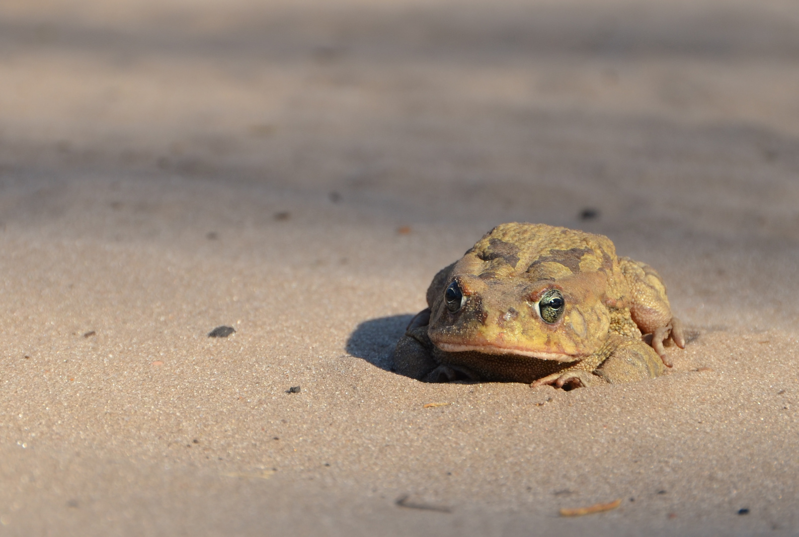 Kröte Kalaharie Amietophrynus gutturalis