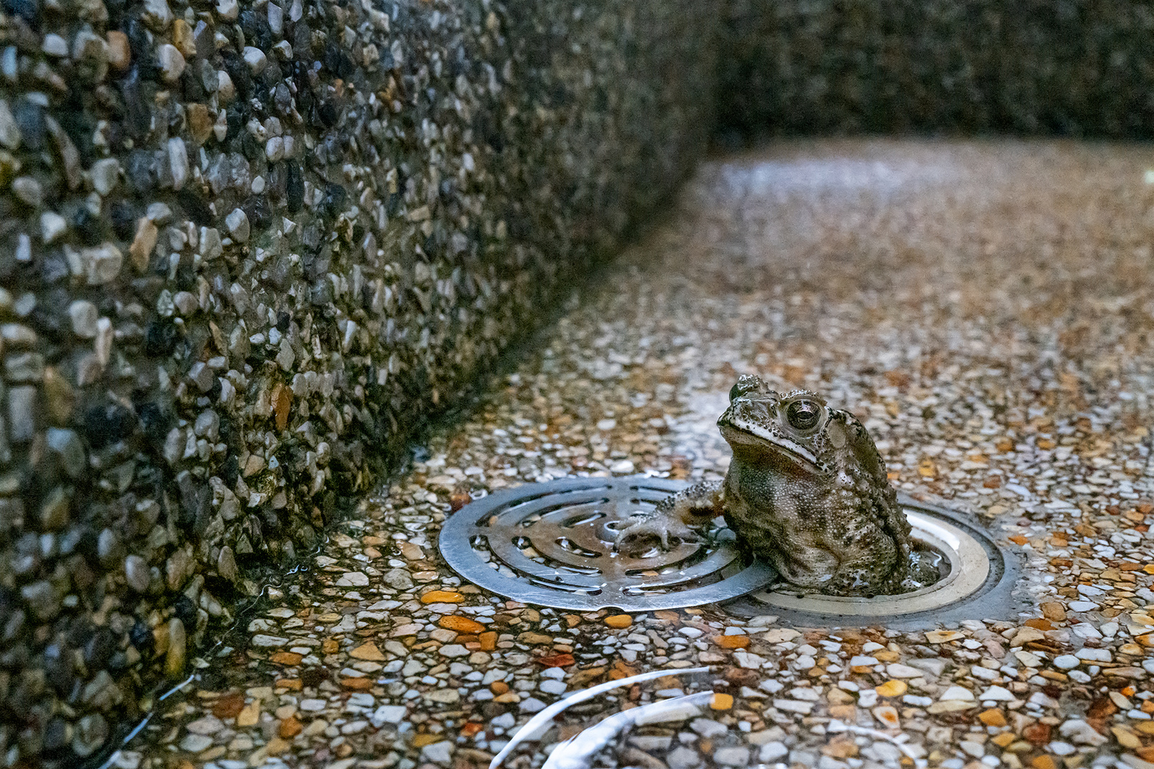 Kroete mit eigenem Kanal und Deckel