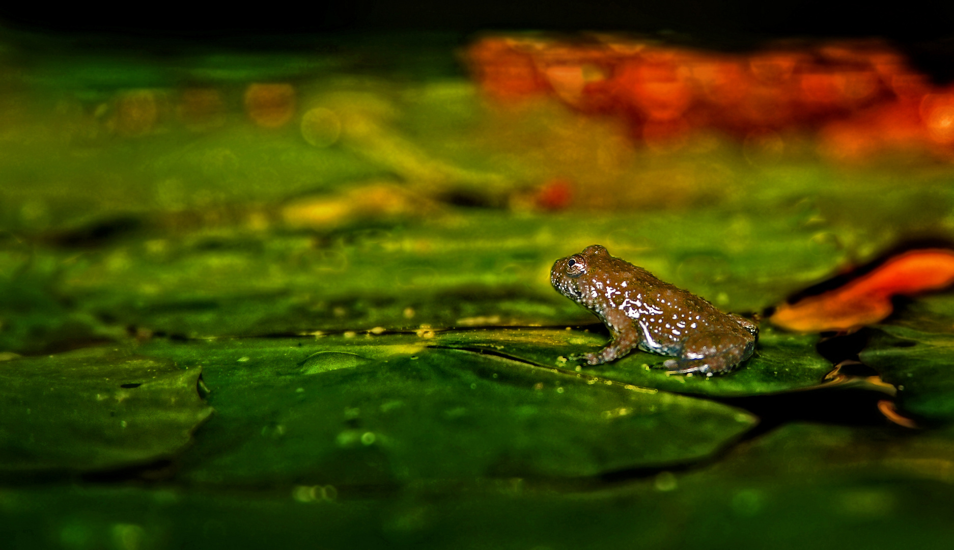 "Kröte oder Frosch"?