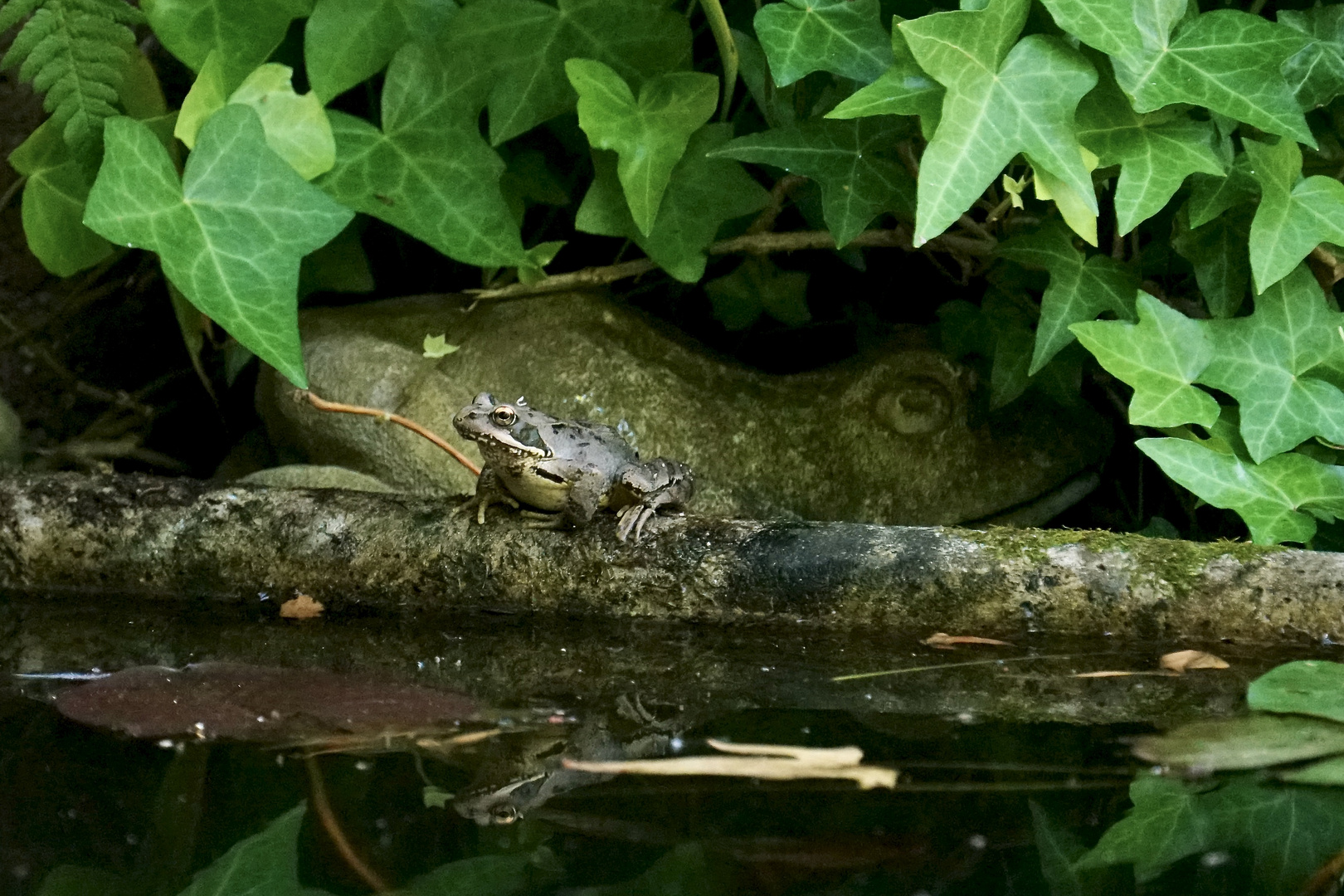 Kröte oder Frosch ? Foto & Bild natur, tiere, wildlife Bilder auf