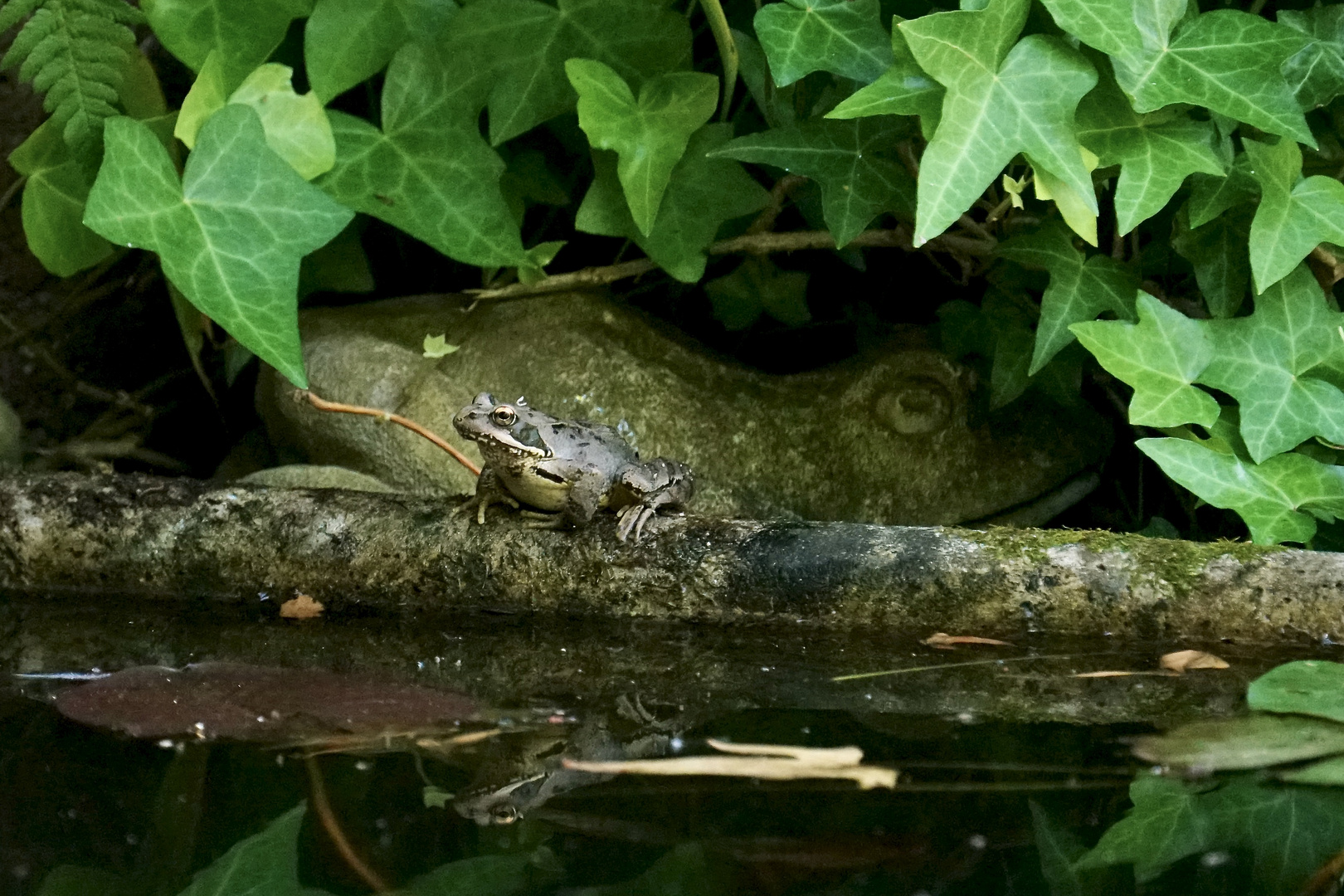 Kröte oder Frosch ?