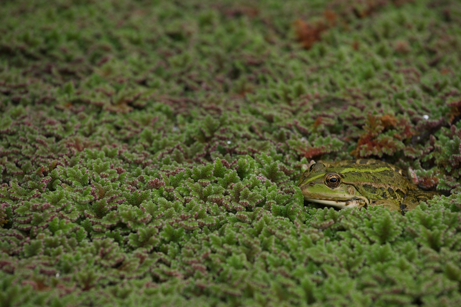 Kröte oder Frosch