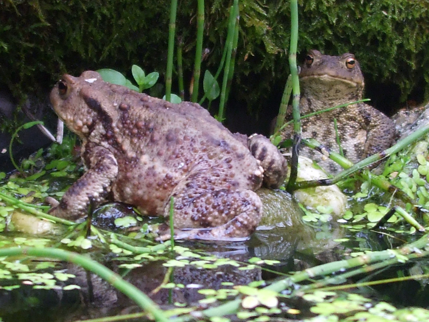 Kröten am Gartenteich Foto & Bild tiere, teich, kröte Bilder auf