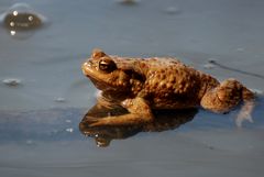 Kröten am Warmbronner See 2