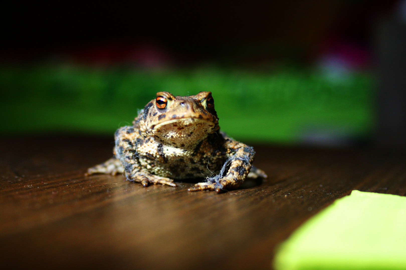 Kröten Besuch