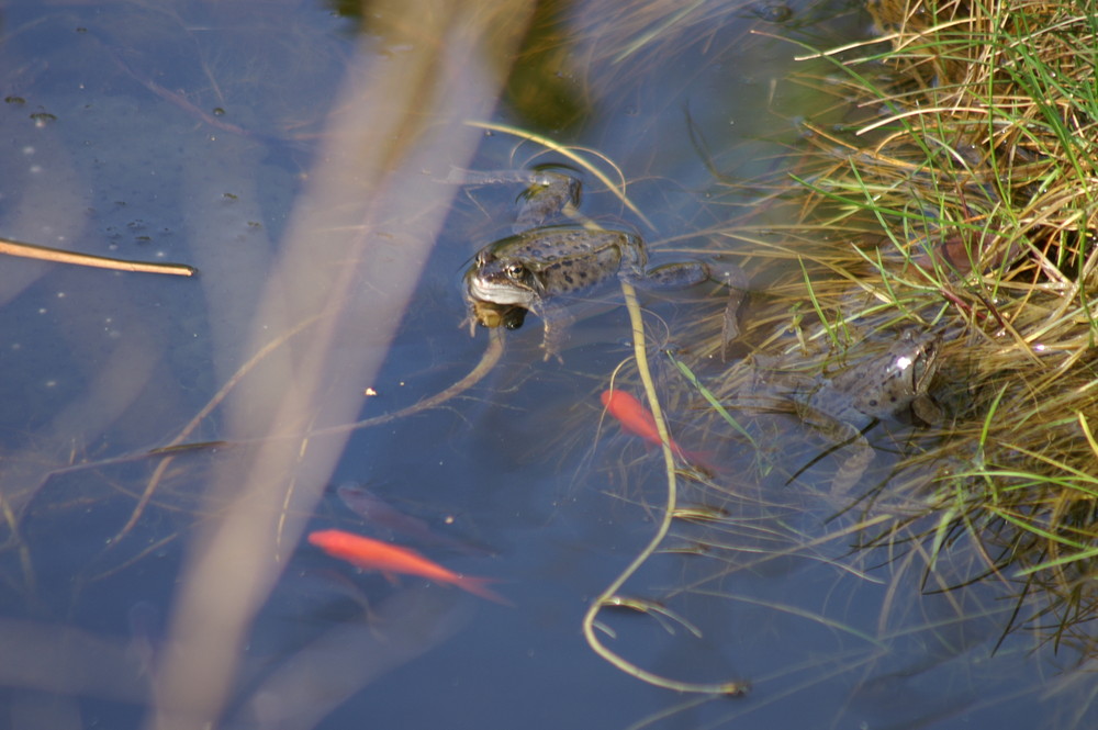 Kröten Foto & Bild tiere, wildlife, amphibien & reptilien Bilder auf