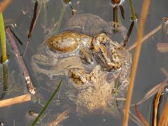 Kröten-Getümmel im Gartenteich (1)