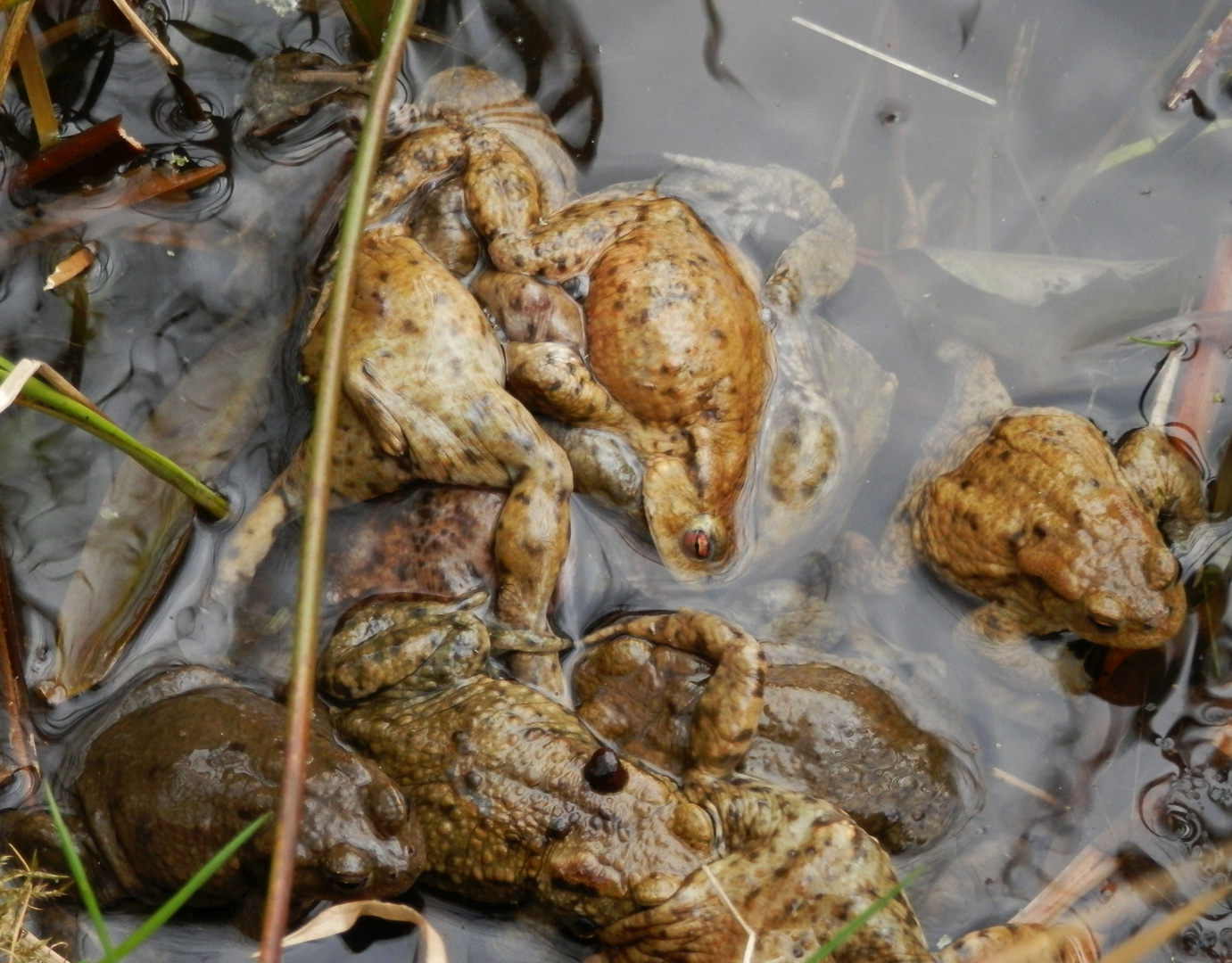 KrötenGetümmel im Gartenteich (2) Erdkröten im Liebesrausch Foto