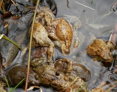 Kröten-Getümmel im Gartenteich (2) - Erdkröten im Liebesrausch