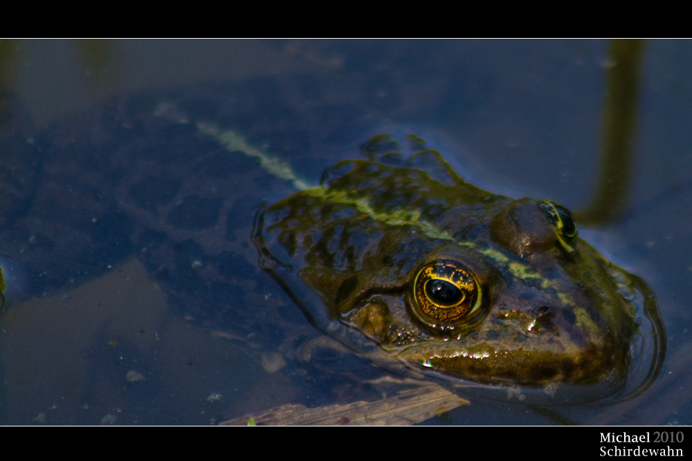 Kröten im Biotop am Karlsfelder See