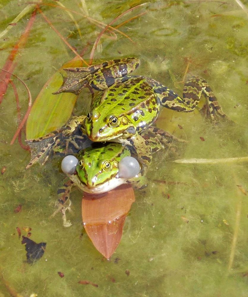 Kröten im Teich