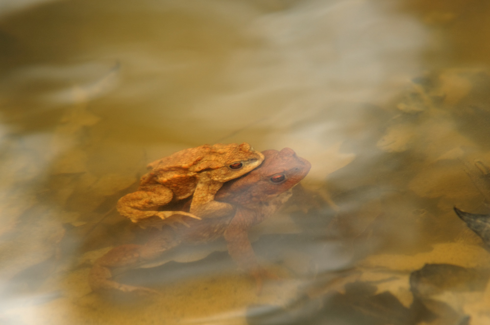 Kröten im Waldsee 4