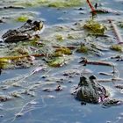 Kröten im Wasser 2