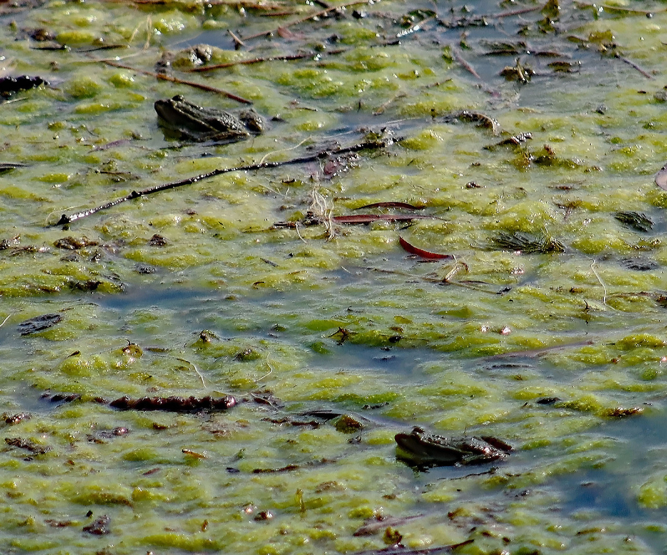 Kröten im Wasser