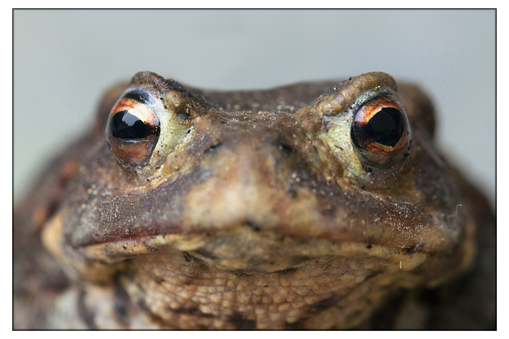 Kröten Portrait