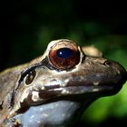 Krötenbesuch Tortugero Costa Rica