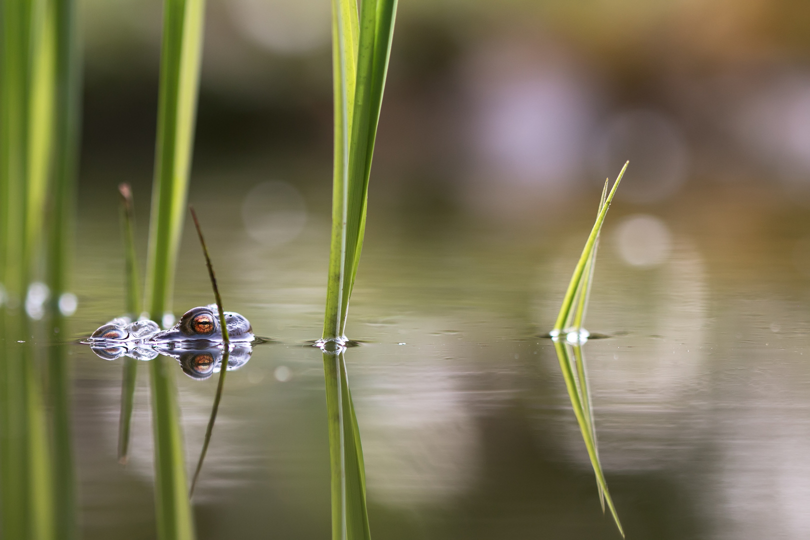 Krötenhochzeit am Gartenteich...