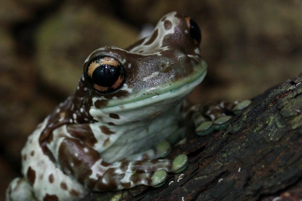 Krötenlaubfrosch