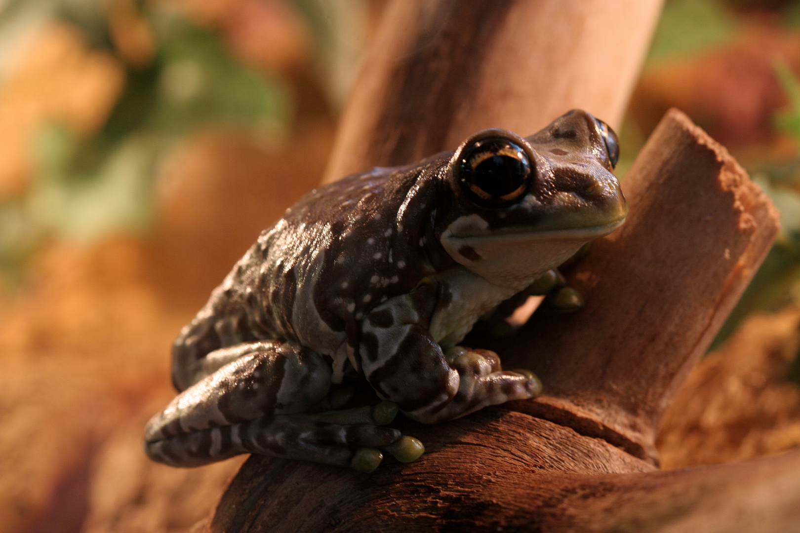 Krötenlaubfrosch