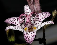 Krötenlilie (tricyrtis)