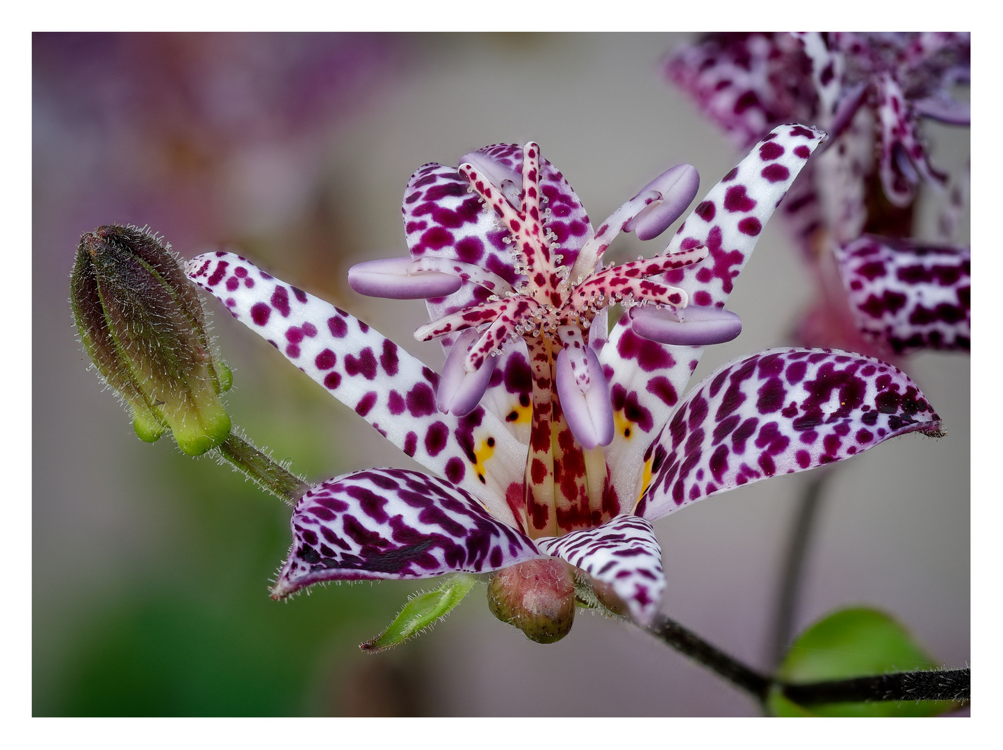 Krötenlilie (Tricyrtis hirta)