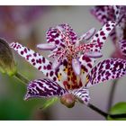 Krötenlilie (Tricyrtis hirta)