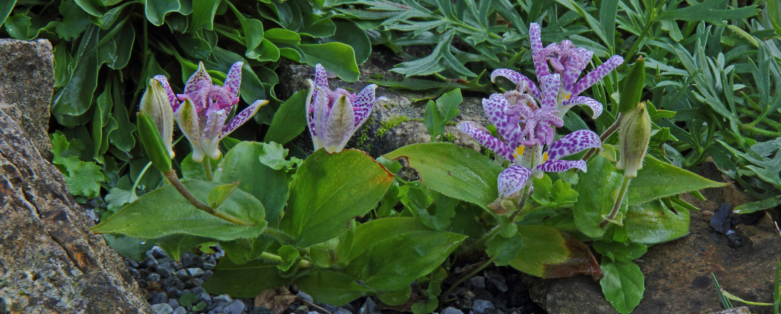 Krötenlilie.Tricyrtis hirta  aus Japan und Ostasien...  