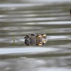 Krötenpaarung im See