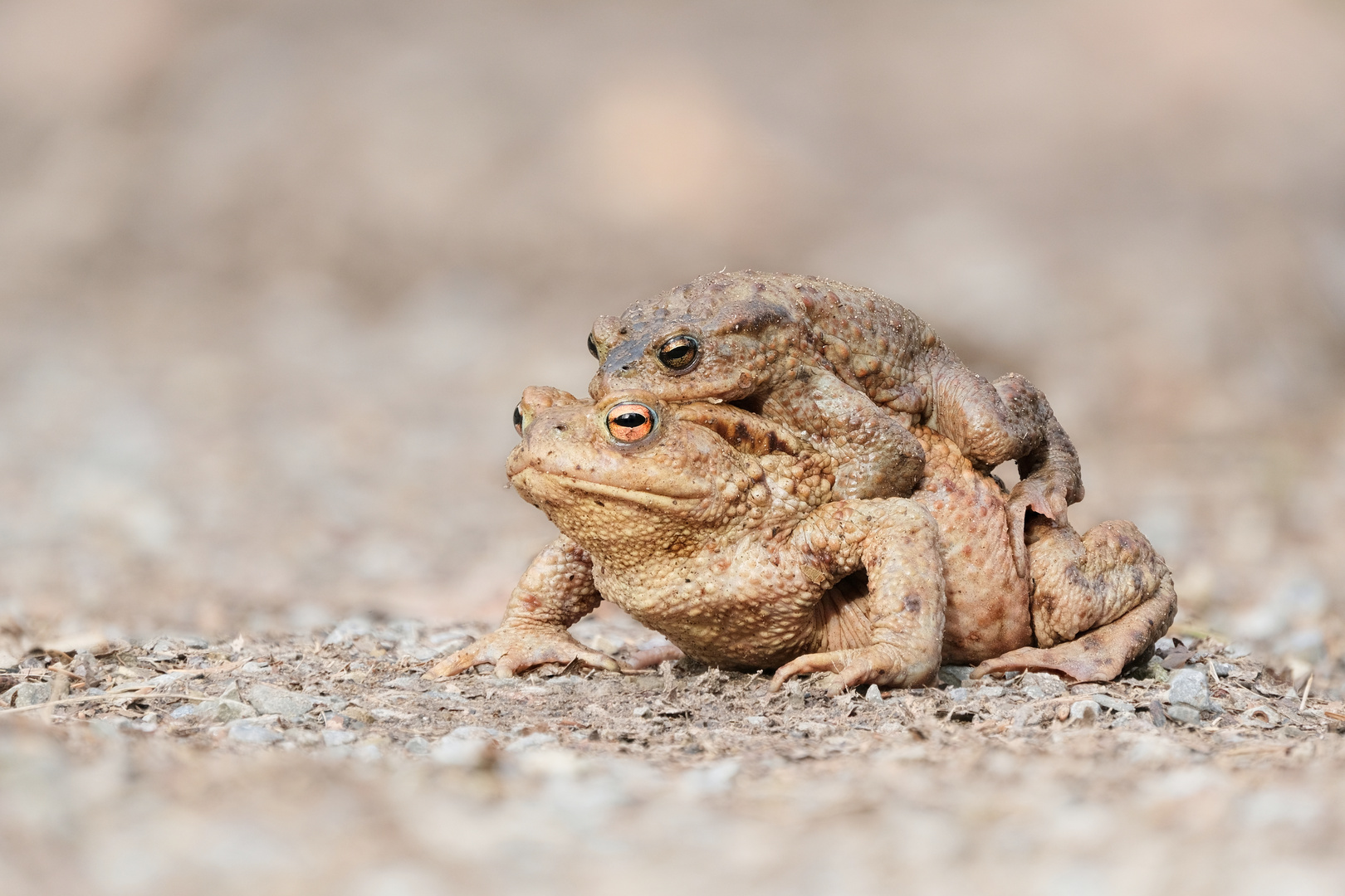 Krötenpärchen auf großem Marsch