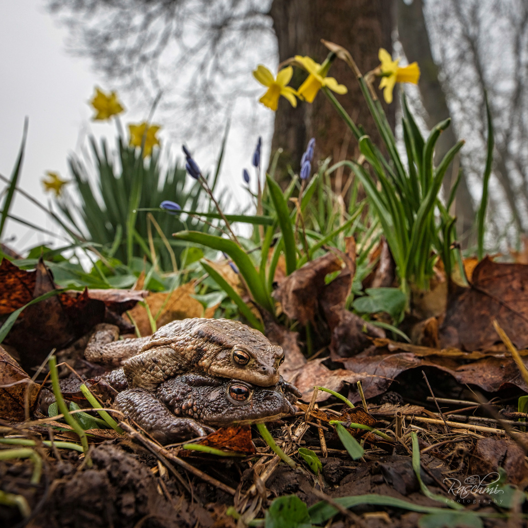 KRÖTENPÄRCHEN AUF WANDERSCHAFT