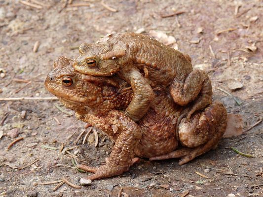 Krötenpärchen