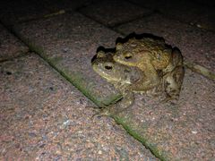 Krötenpärchen - gerade nochmal gutgegangen, die Wanderung...