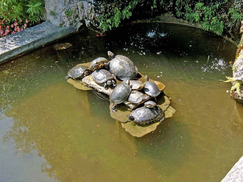 Krötenparade im Brunnen (Bot.Garten am Lago di Como)