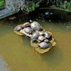 Krötenparade im Brunnen (Bot.Garten am Lago di Como)