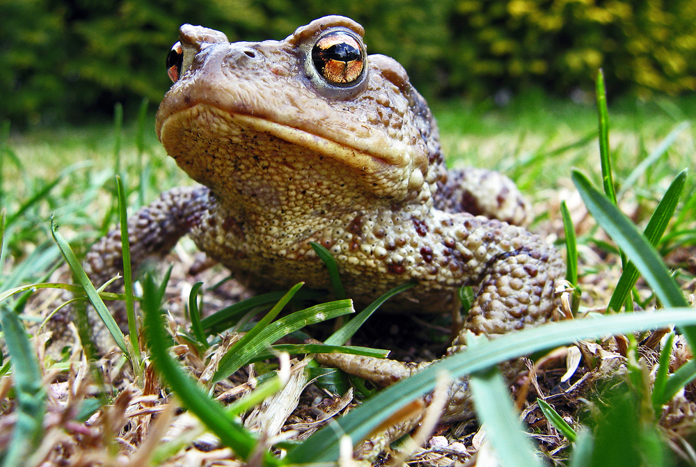 ~~~ Krötenportrait ~~~