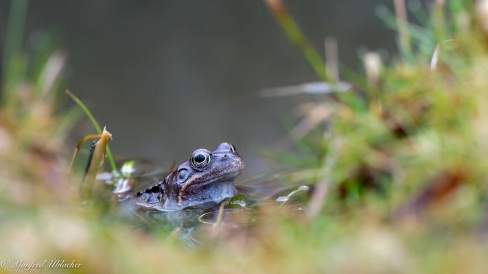 Krötenwanderung ...