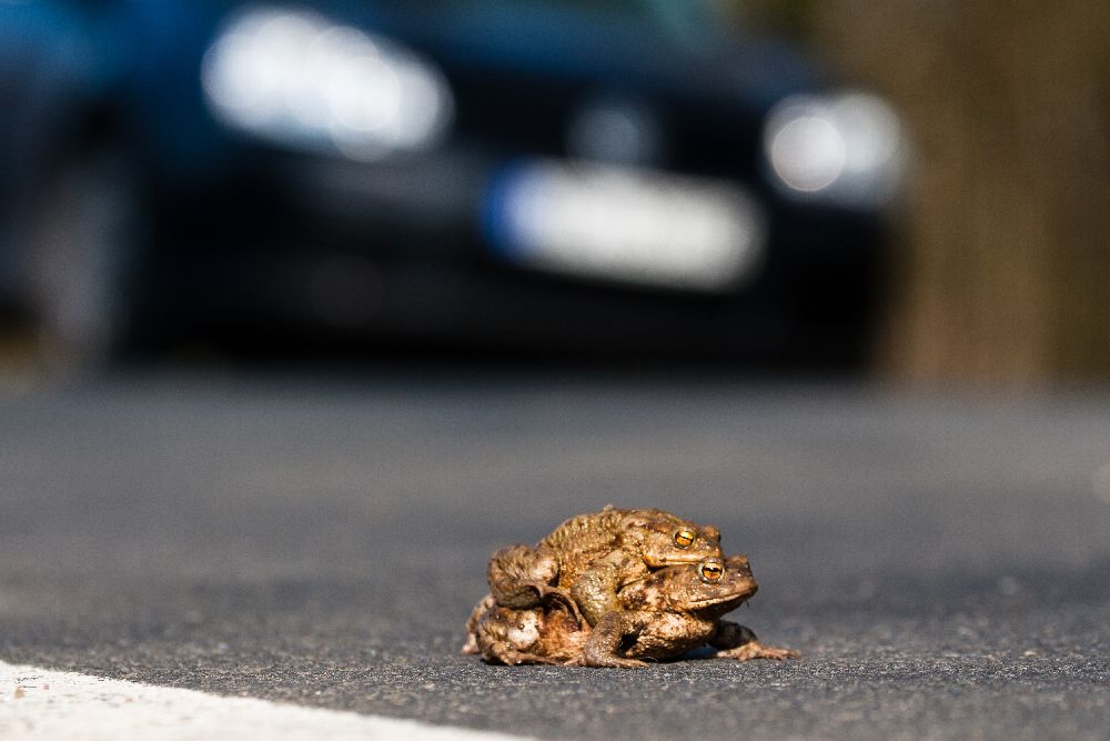 Krötenwanderung