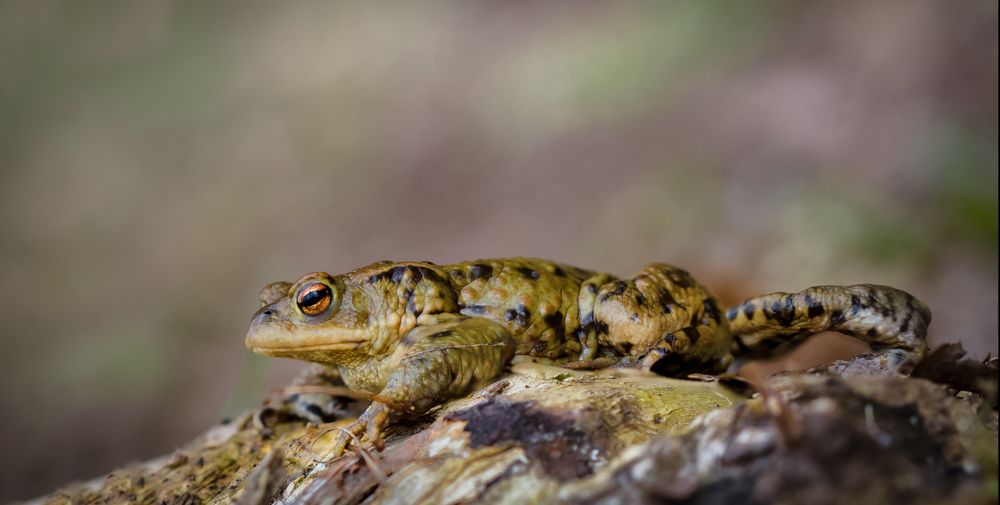 krötenwanderung