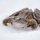 Krötenwanderung auf Schnee 2