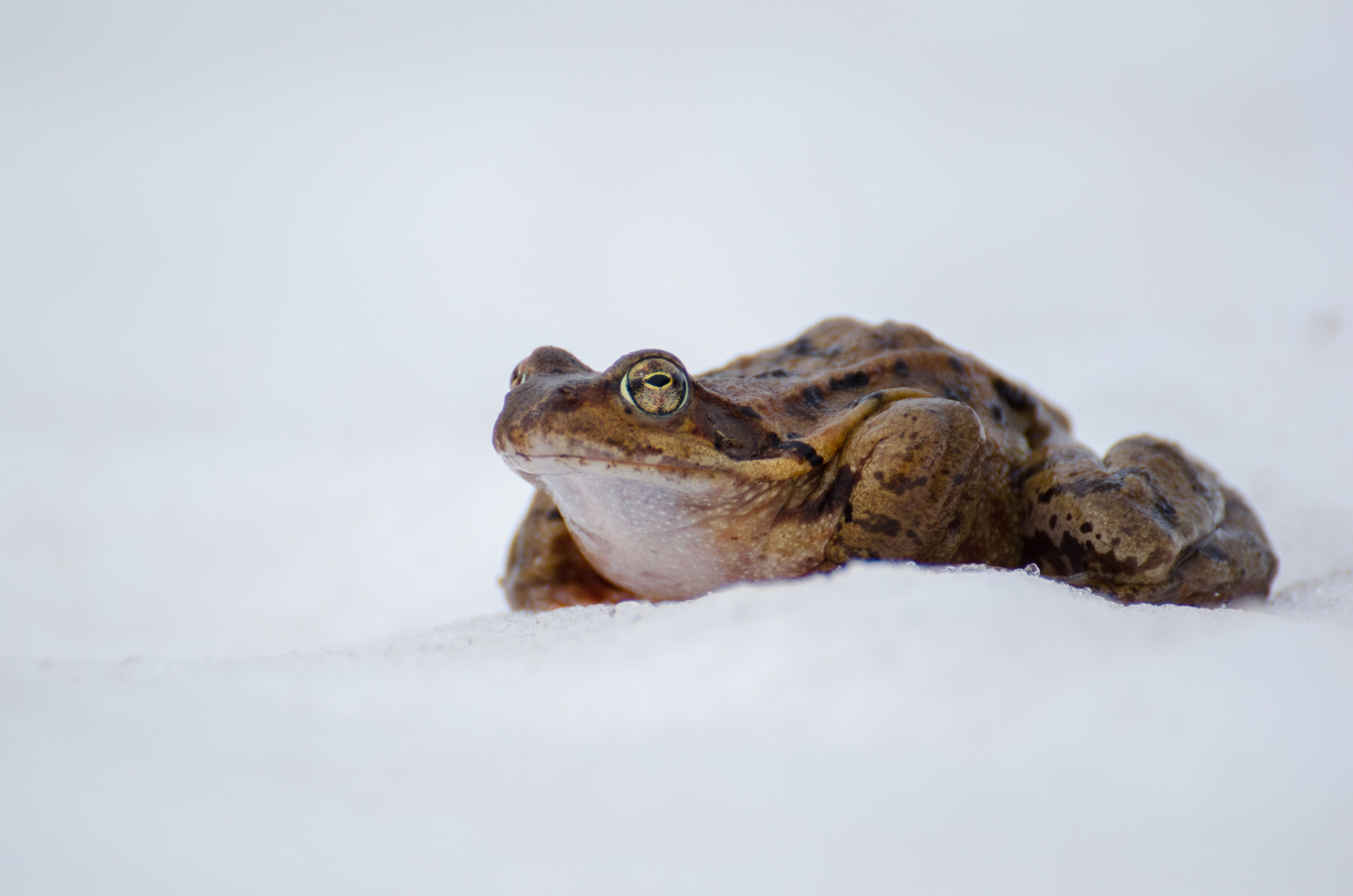 Krötenwanderung auf Schnee