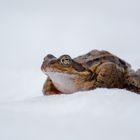 Krötenwanderung auf Schnee