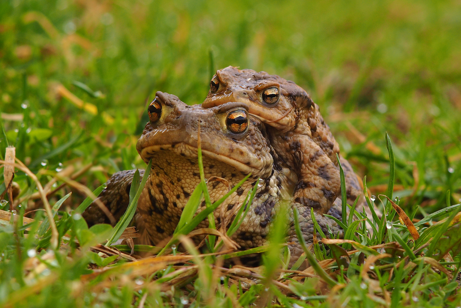 Krötenwanderung bei mir im Garten #1