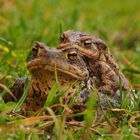 Krötenwanderung bei mir im Garten #1