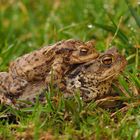 Krötenwanderung bei mir im Garten #2