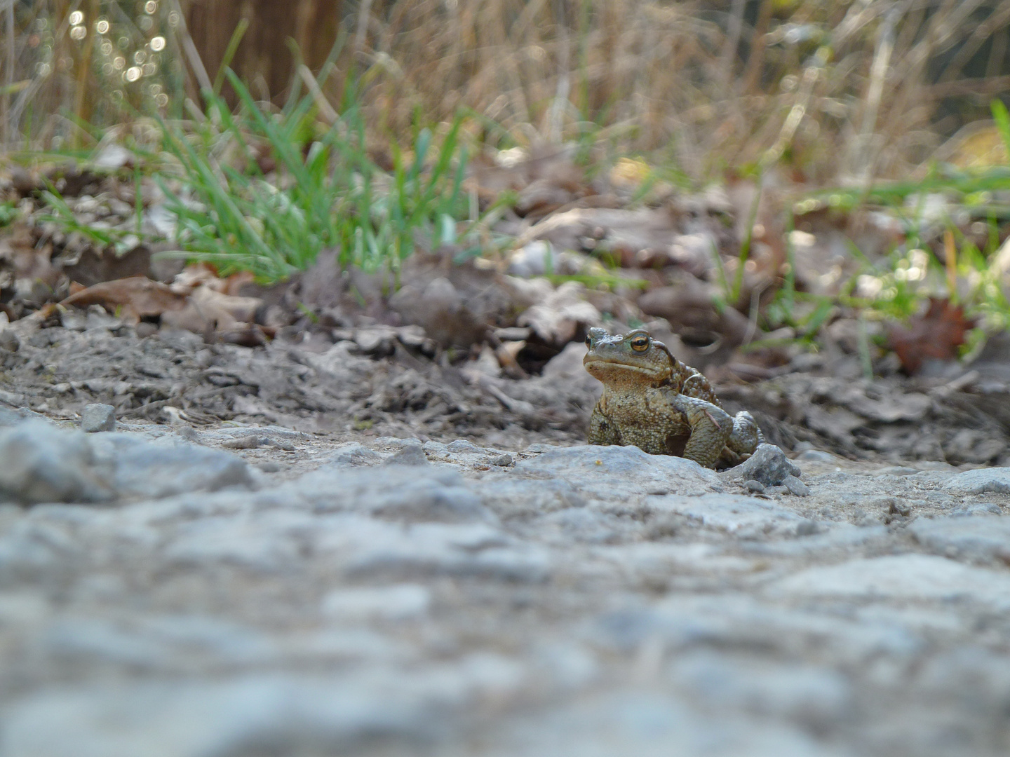 Krötenwanderung im Wald