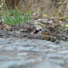 Krötenwanderung im Wald