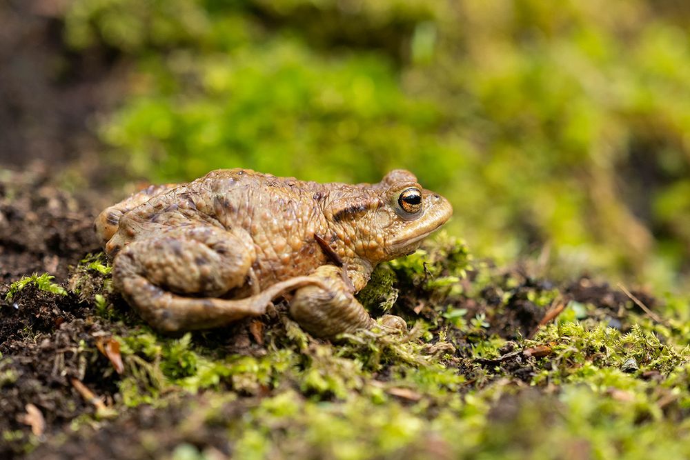 Kröterich Foto & Bild natur, tiere, wildlife Bilder auf